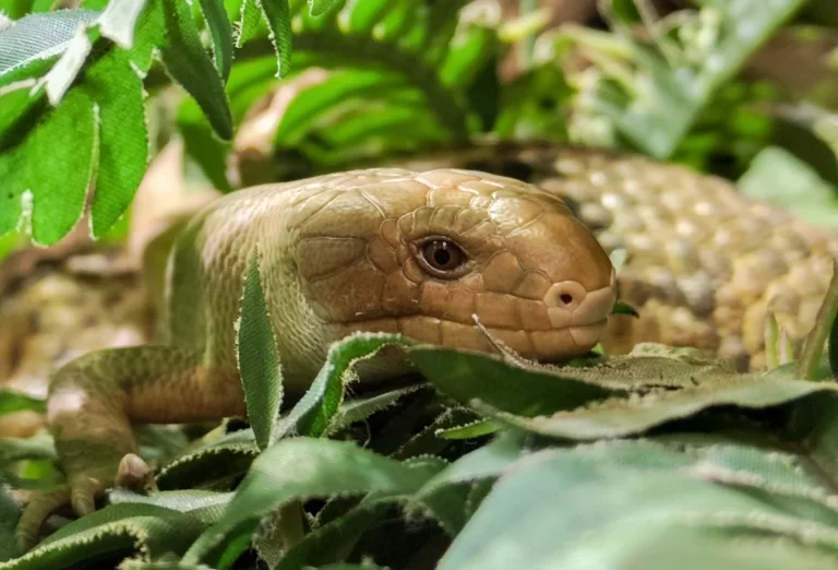 Grijpstaartskink geboren in Dierenpark Amersfoort