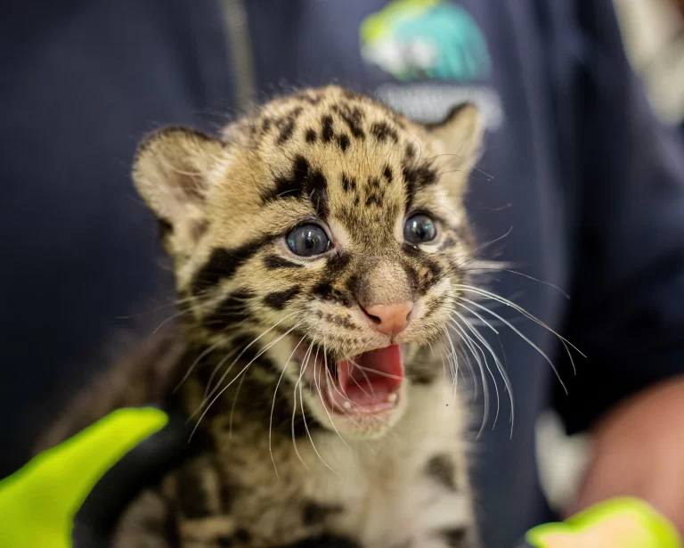 Ouwehands Dierenpark maakt geslacht nevelpanter-tweeling bekend