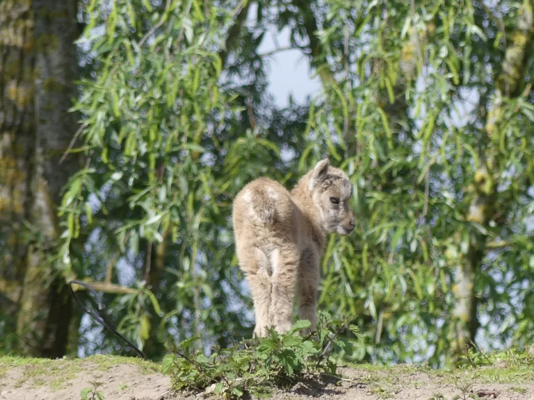 Geboortegolf in Dierenrijk Mierlo: veel jonge dieren geboren